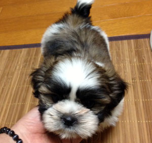 子犬写真