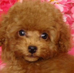 子犬写真