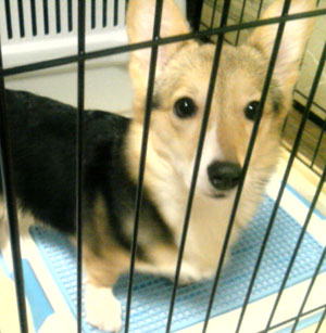 子犬写真