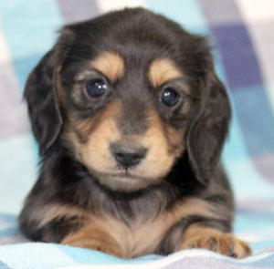 子犬写真