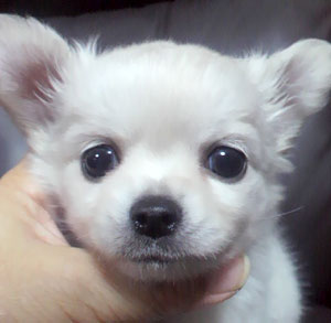子犬写真