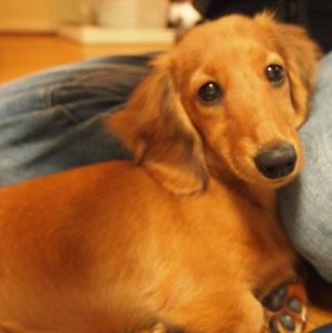 子犬写真