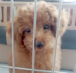 子犬写真