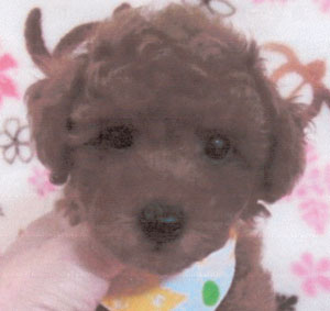 子犬写真