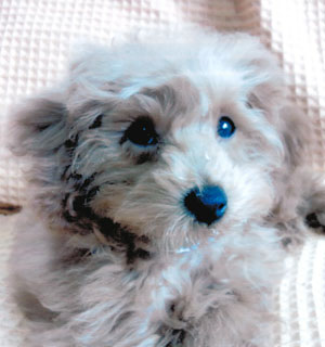 子犬写真