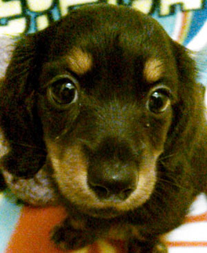 子犬写真