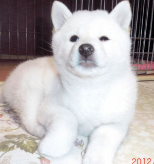 子犬写真