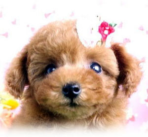 子犬写真