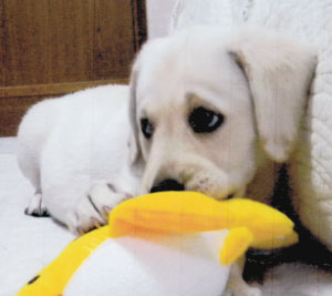 子犬写真