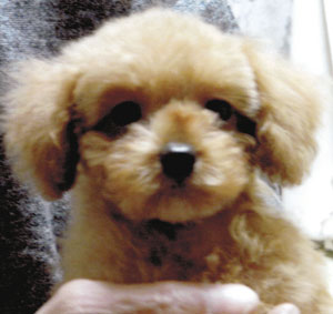子犬写真