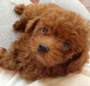 子犬写真