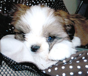 子犬写真