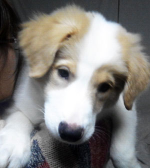 子犬写真