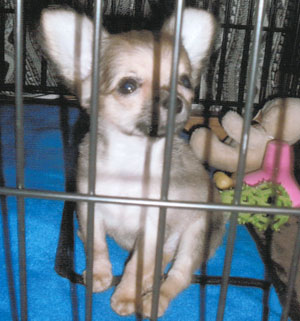 子犬写真