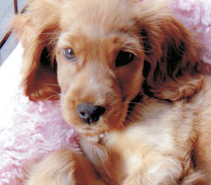 子犬写真