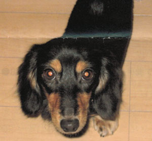 子犬写真
