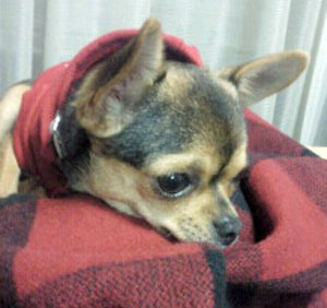 子犬写真
