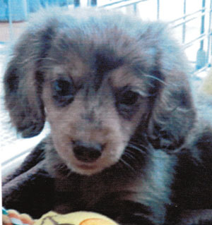 子犬写真