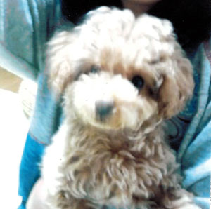 子犬写真
