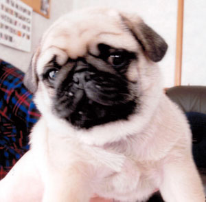 子犬写真