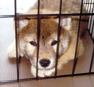 子犬写真