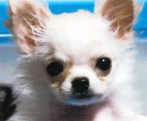 子犬写真