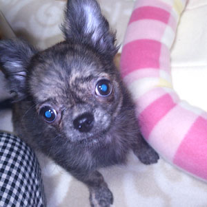 子犬写真