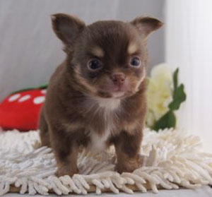 子犬写真