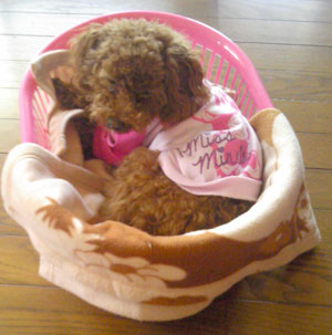 子犬写真
