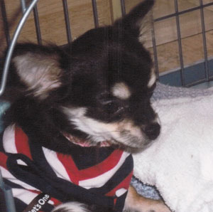 子犬写真