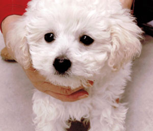 子犬写真