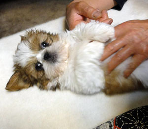 子犬写真