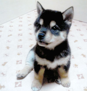 子犬写真