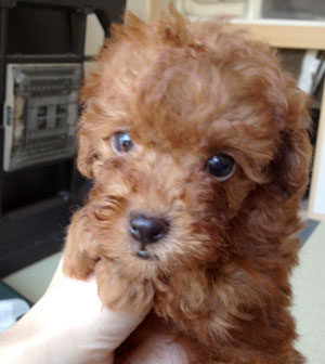 子犬写真