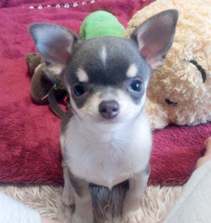 子犬写真