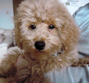 子犬写真