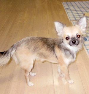 子犬写真
