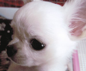 子犬写真