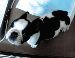 子犬写真