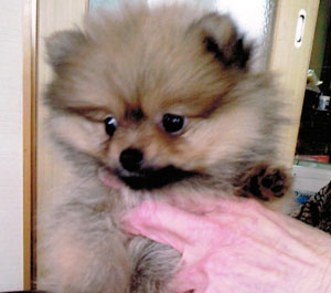 子犬写真