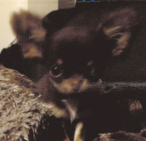 子犬写真
