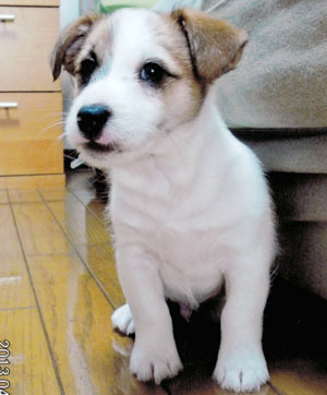 子犬写真