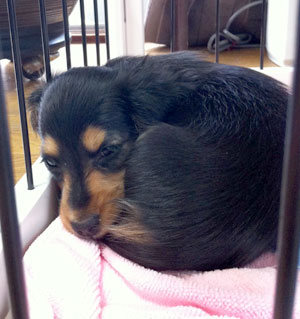子犬写真