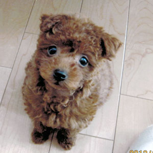 子犬写真