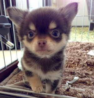 子犬写真