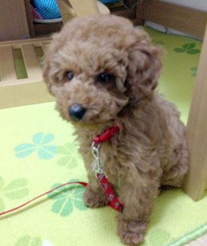 子犬写真