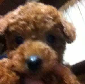 子犬写真
