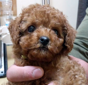子犬写真