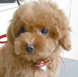 子犬写真