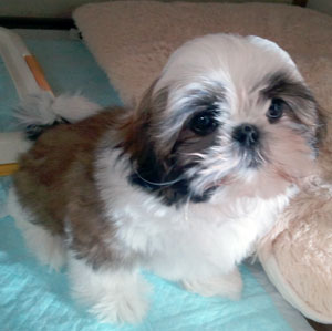 子犬写真